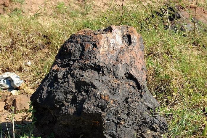 Tronco Petrificado da Floresta Fóssil de Teresina (Crédito: Alcide Filho)