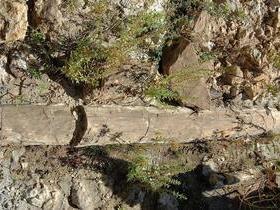 Incrível:Floresta Petrificada de Teresina terá Museu Paleontológico