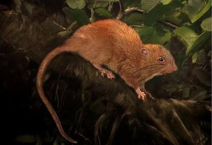 Uma representação da nova espécie descoberta nas Ilhas Salomão (Crédito: Velizar Simeonovski/The Field Museum)