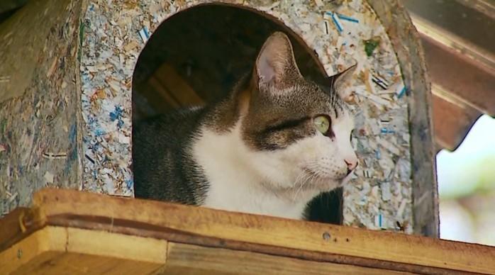 Gato sobe em árvore e há 8 meses não desce (Crédito: Reprodução EPTV)