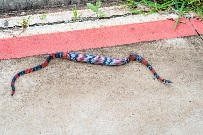 Fotógrafo registrou cobra engolindo largato em Bauru (Crédito: Junior Esteves/Arquivo Pessoal )
