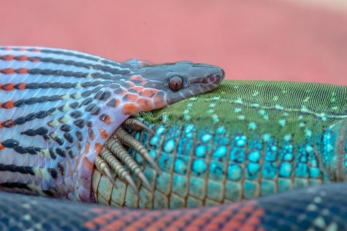 Fotógrafo registrou cobra engolindo largato em Bauru (Crédito: Junior Esteves/Arquivo Pessoal )