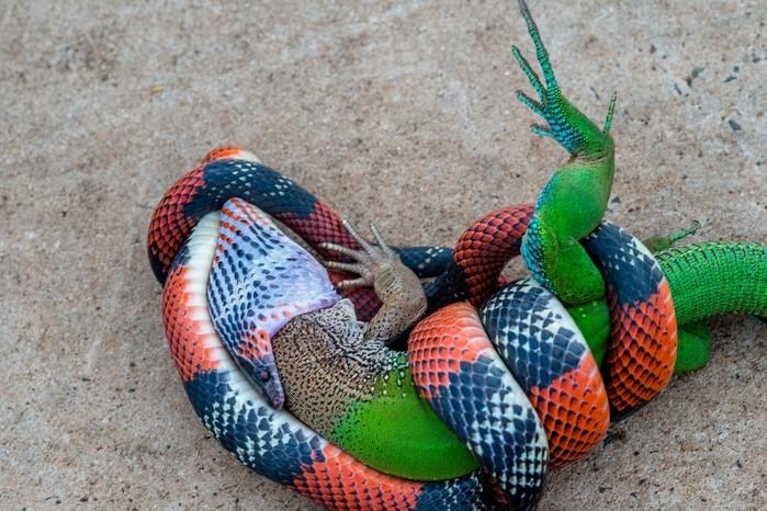 Fotógrafo registrou cobra engolindo largato em Bauru (Crédito: Junior Esteves/Arquivo Pessoal )