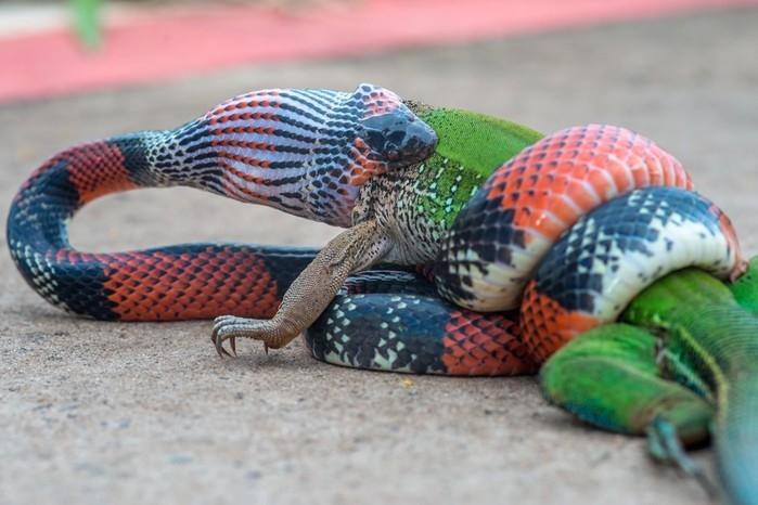 Fotógrafo registrou cobra engolindo largato em Bauru (Crédito: Junior Esteves/Arquivo Pessoal )
