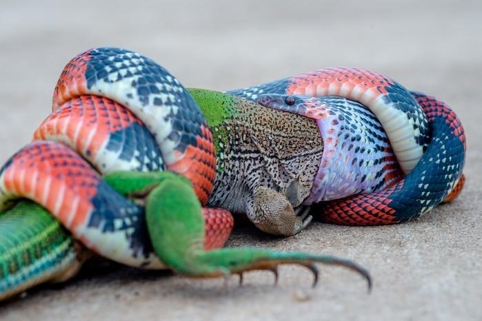 Fotógrafo registrou cobra engolindo largato em Bauru (Crédito: Junior Esteves/Arquivo Pessoal )