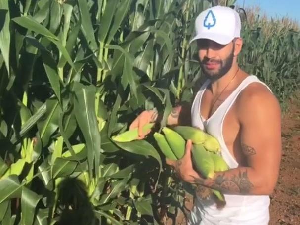 Gusttavo Lima "rouba" milho em estrada e brinca: "Deus perdoa"