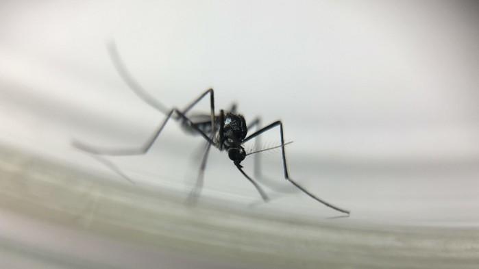 Mosquito Haemagogus leucocelaneaus (Crdito:  Josu Damacena/IOC/Fiocruz )