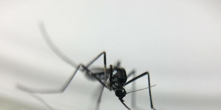 Três pessoas morrem e suspeita é de febre amarela em Belo Horizonte