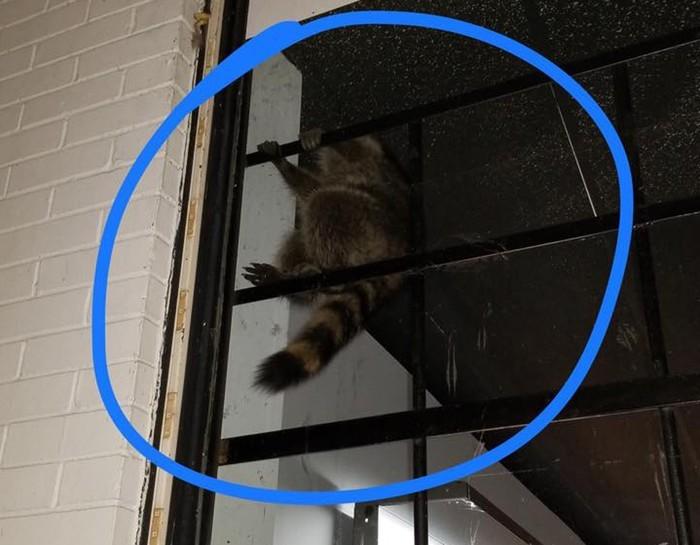 (Crédito: Knoxville Police Department - TN)