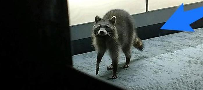(Crédito: Knoxville Police Department - TN)