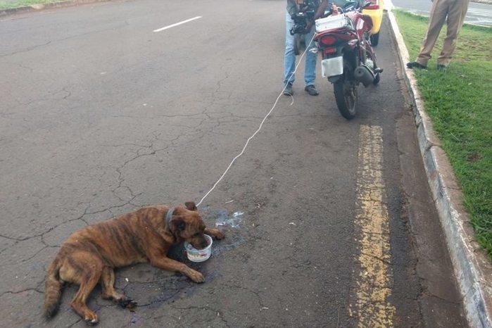 Homem  preso aps arrastar cachorro preso a motocicleta