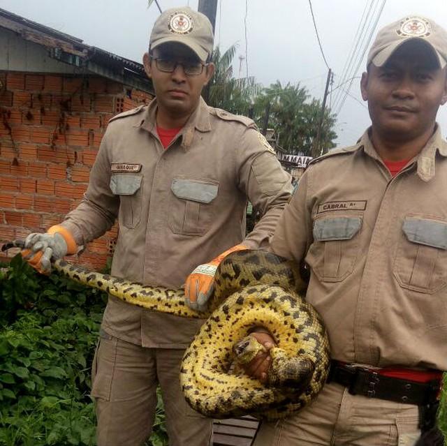 Cobra sucuri achada em galinheiro (Crdito: Divulgao)