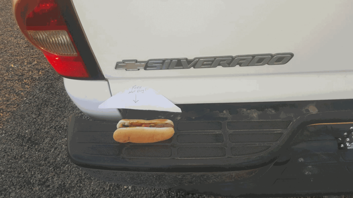 'Cachorro-quente grátis' no para-choques livra motorista de multa