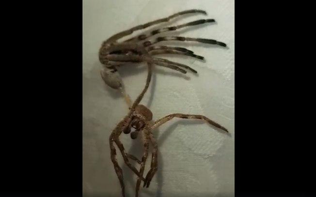 Aranha 'alienígena' (Crédito: Facebook Sandra Adaway )