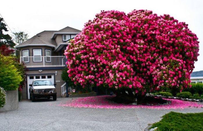 Um rododendro de 125 anos, Canada (Crédito: © Reddit )