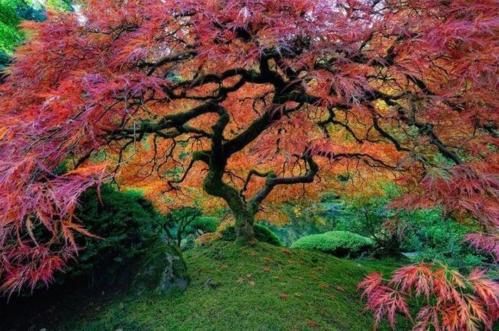 Uma árvore de bordo japonesa, Oregon, USA (Crédito: © falcor88)