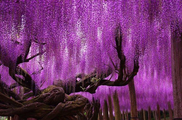 Uma glicínia de 144 anos, Japão (Crédito: © tungnam)