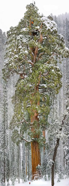 A terceira maior árvore do mundo (uma sequoia gigante), Califórnia (Crédito: © Michael Nichols)