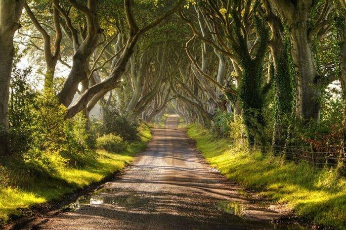 Um corredor de faias, Irlanda da Norte (Crédito: © (с) Christopher Tait )