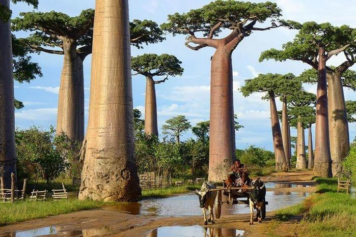 Árvores Baobab, Madagáscar (Crédito: © confitalsurf )