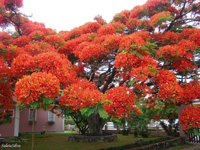 Delonix regia, Brasil (Crédito: © Salete T Silva)