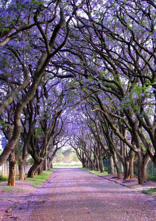 Árvores Jacarandá, África do Sul (Crédito: © (с) Elizabeth Kendall )