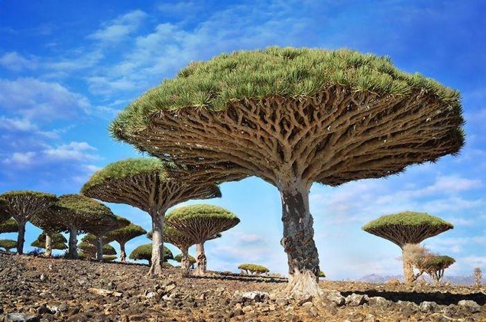 Árvore sangue dragão, Yemen (Crédito: © Csilla Zelko )