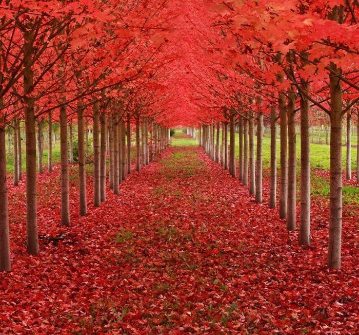 Um túnel formado por árvores de bordo, Oregon, USA (Crédito: © Ian Sane)