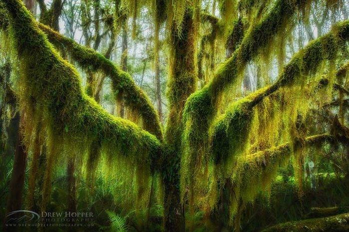 Uma árvore de faia coberta por musgo (Crédito: © Drew Hopper )