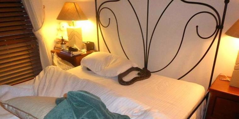 Mulher encontra cobra gigante enrolada em seu travesseiro