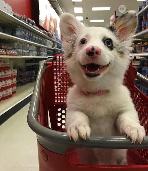 Foto de cãozinho feliz durante as compras encanta internautas