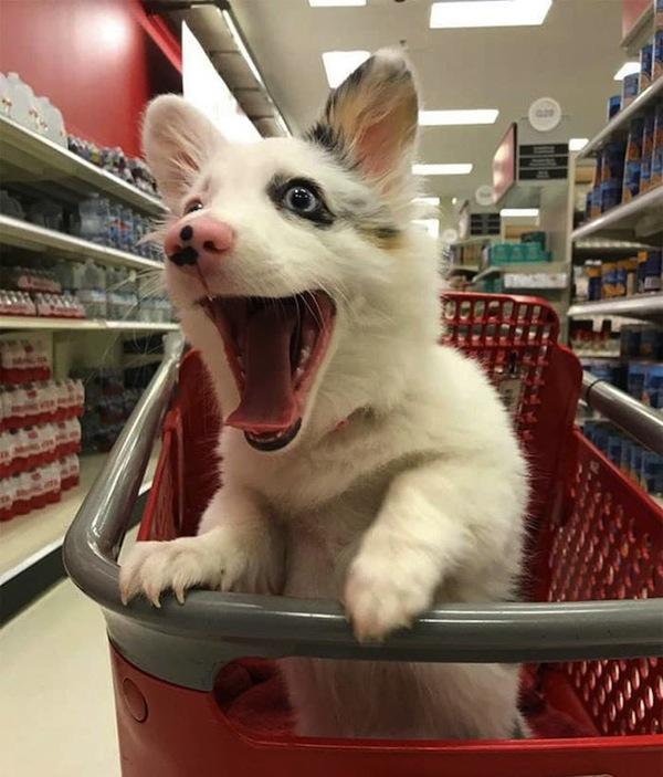 Foto de cãozinho feliz durante as compras encanta internautas