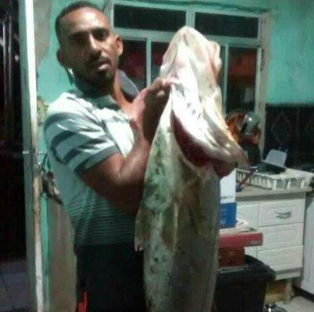 Peixe robalo 'gigante' (Crédito: Oscar Farias/Arquivo Pessoal))