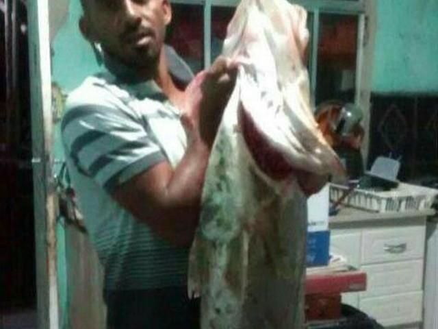 Pescador encontra peixe robalo 'gigante' de mais de 33 kg; fotos!