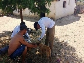Município faz coleta de sangue em cães suspeitos de Calazar