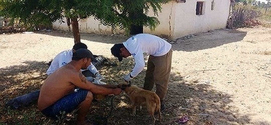 Município faz coleta de sangue em cães suspeitos de Calazar