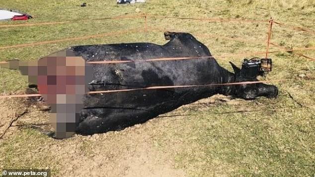 De acordo com a PETA, alguns dos traseiros e pescoços das vacas mortas foram cortados e os corpos provavelmente foram deixados apodrecendo ao sol para uma cena de Yellowstone (Crédito: www.peta.org)