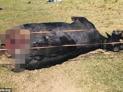 Série de Kevin Costner é acusada de mutilar animais para cenas