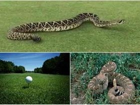 Cobra gigantesca invade campo de golfe e deixa todos assustados
