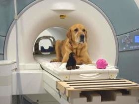 Cães se esforçam para entender e agradar os donos, diz estudo