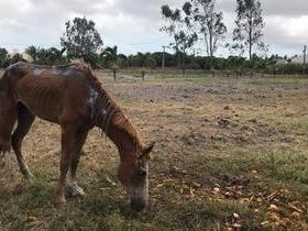 Égua que agonizou em rua morre dois dias depois de ser adotada