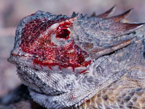 Conheça o estranho lagarto que dispara sangue pelos olhos; vídeo