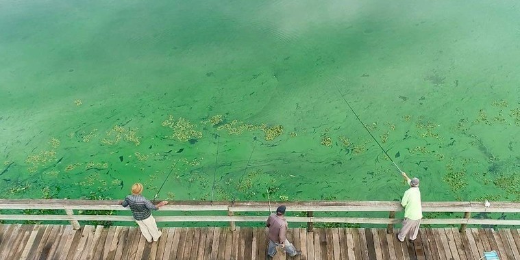 Poluição transforma Rio Tietê em "mar verde"; imagens impressionam!