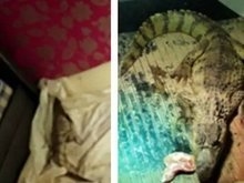 Homem é condenado por manter crocodilo como 'pet' em casa