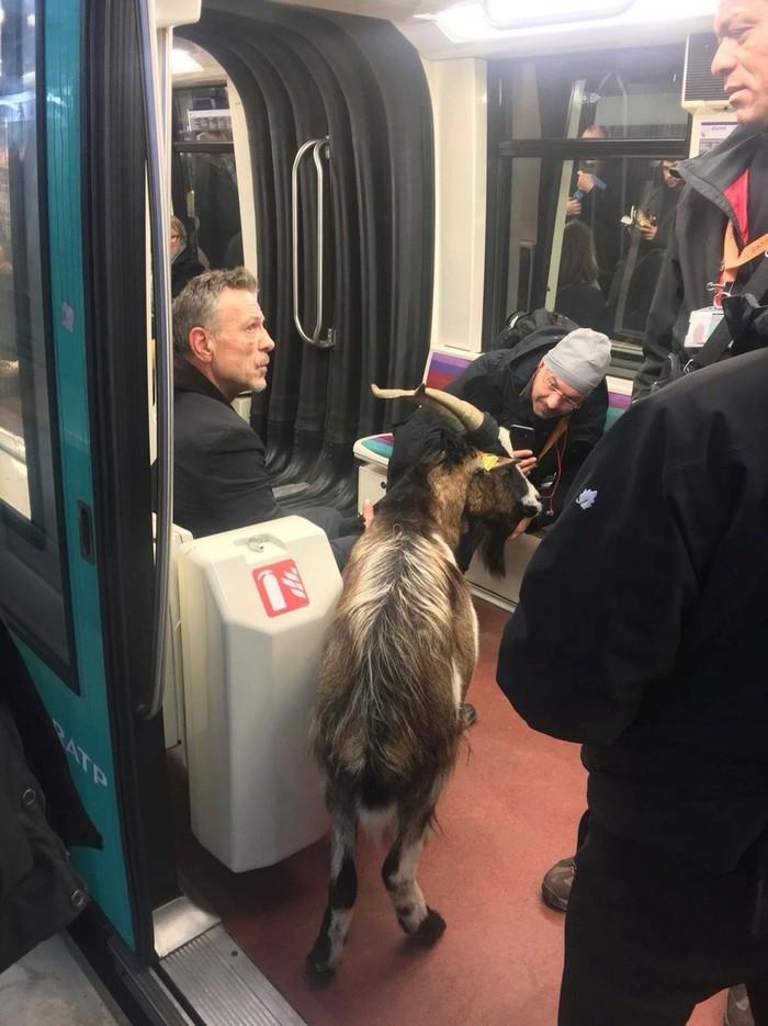 Homem leva cabra a trem do metrô em Paris (Crédito: CHRISTOPHE CHENUT/TWITTER/@CHCHENUT/via REUTERS )