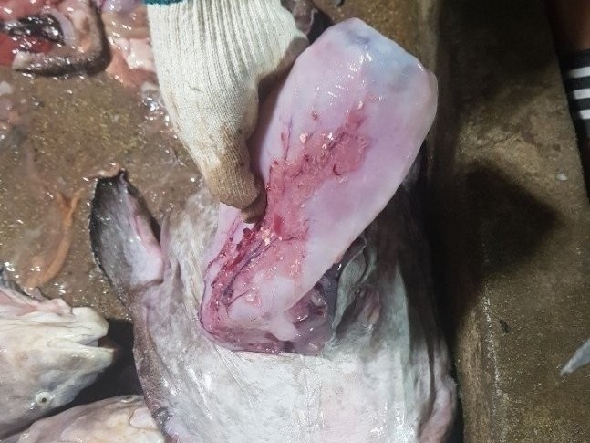 Peixe é encontrado com garrafa plástica inteira no estômago