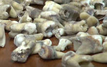 Pedreiros encontram 1000 dentes humanos escondidos em parede