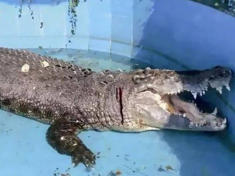 Crocodilo fica ferido após visitantes de zoo atirarem pedras nele
