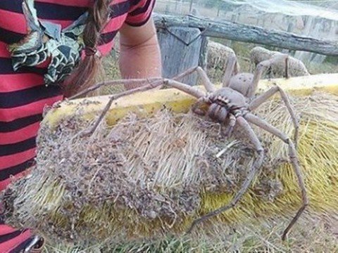 Mulher resgata aranha gigantesca para protegê-la dos humanos