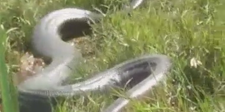 Sucuri com cerca de 10 metros é encontrada em fazenda no Acre